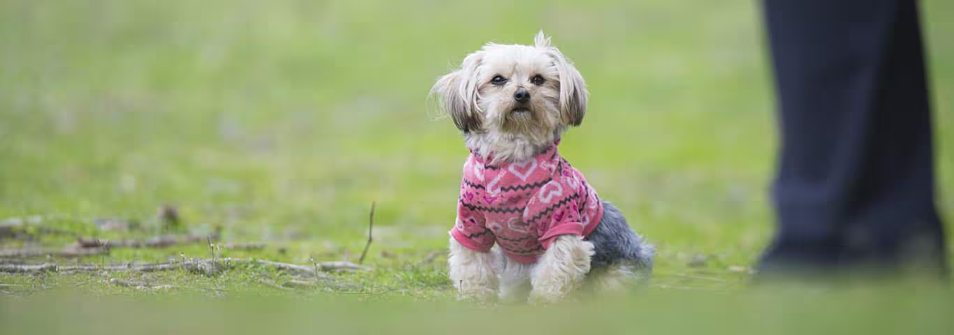 Photo of a Morkie Dogs dog