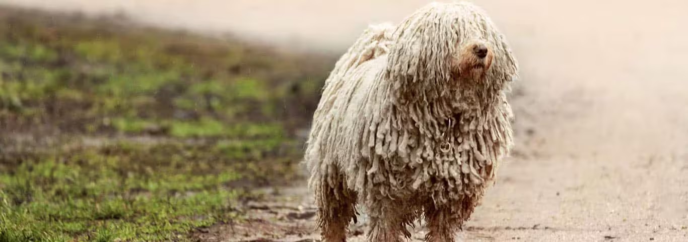 Photo of a Puli dog