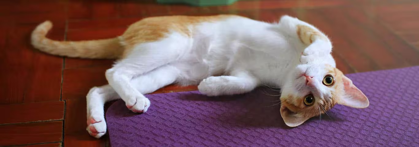 Photo of a Colorpoint Shorthair cat