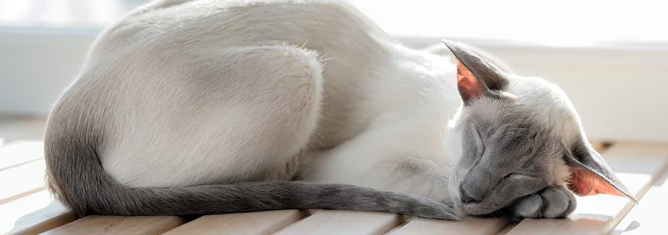 Photo of a Oriental cat