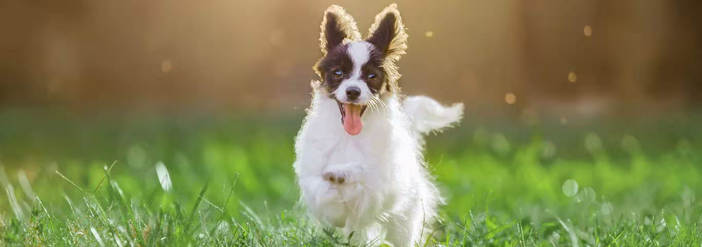 Photo of a Papillon dog