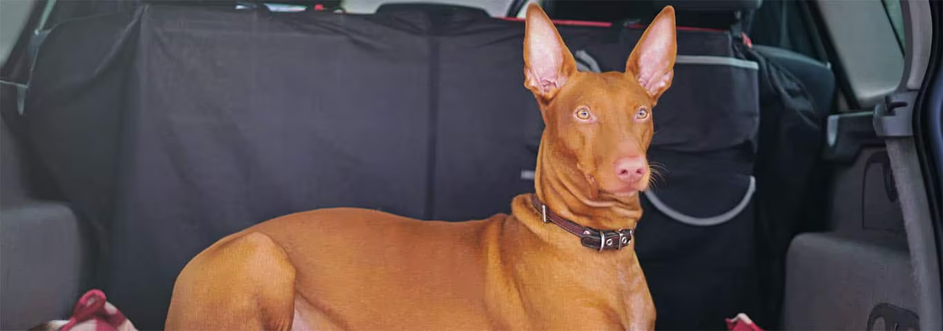 Photo of a Pharaoh Hound dog
