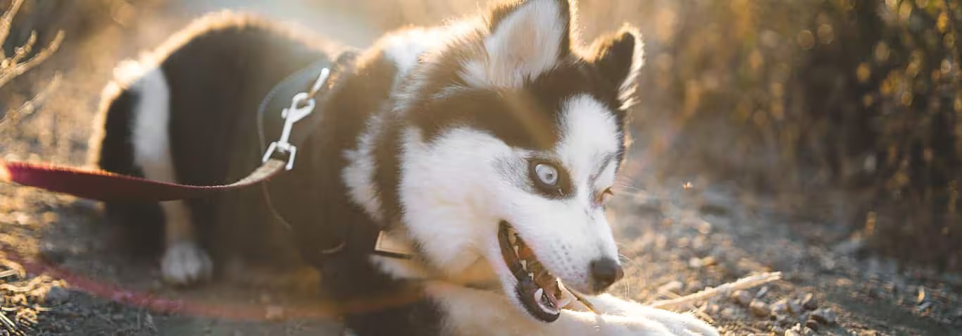 Photo of a Pomsky Dog dog