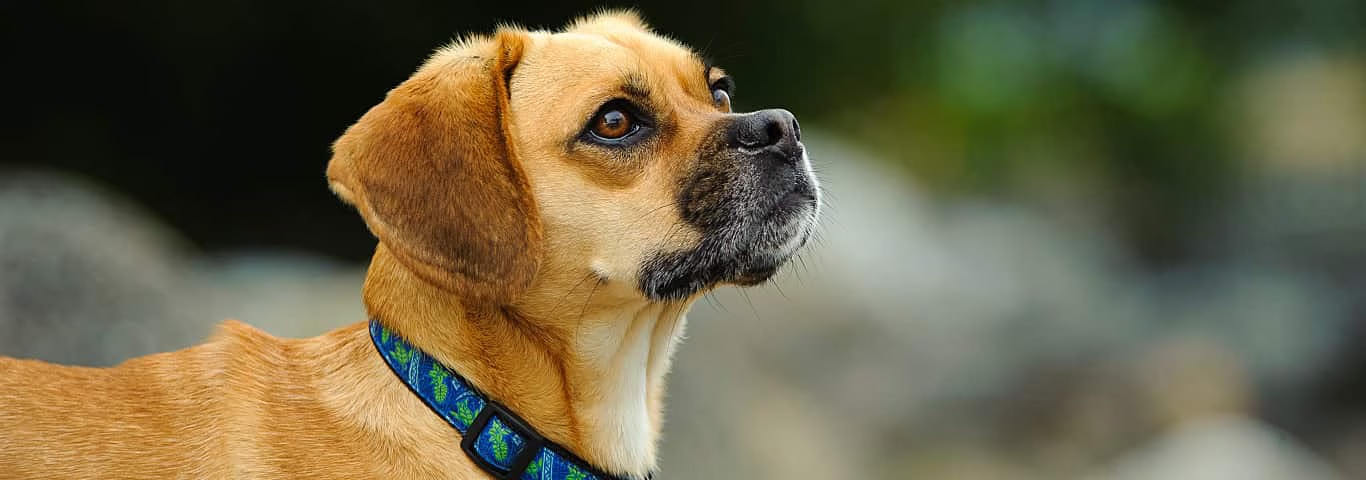 Photo of a Puggle Dog dog