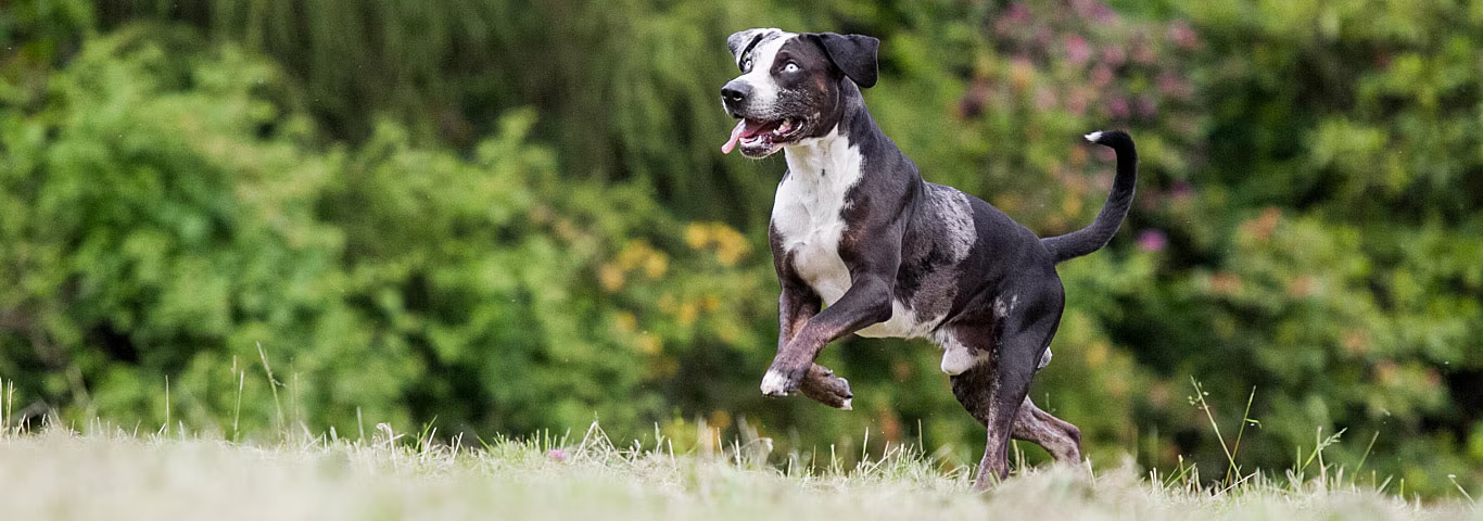 Photo of a Catahoula Leopard Dog dog