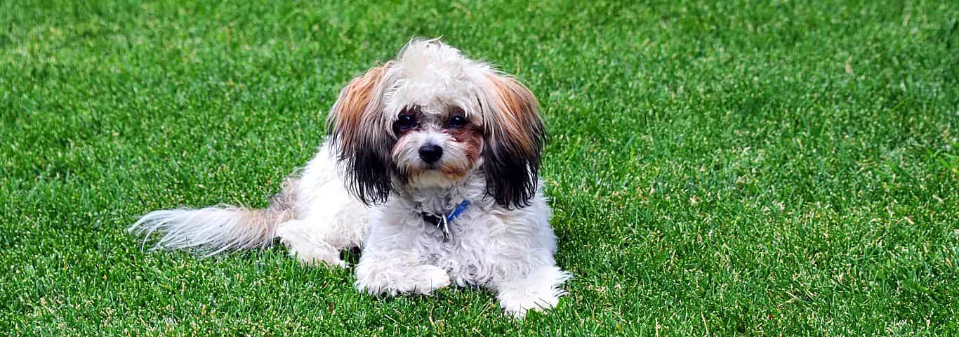 Photo of a Shih-poo Dogs dog