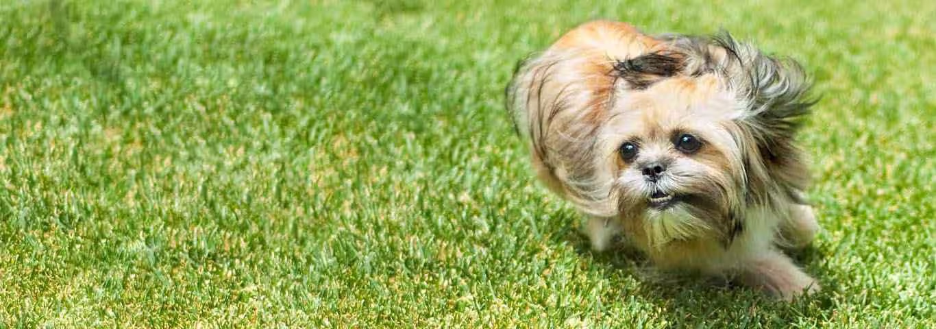 Photo of a Shorkie Dogs dog