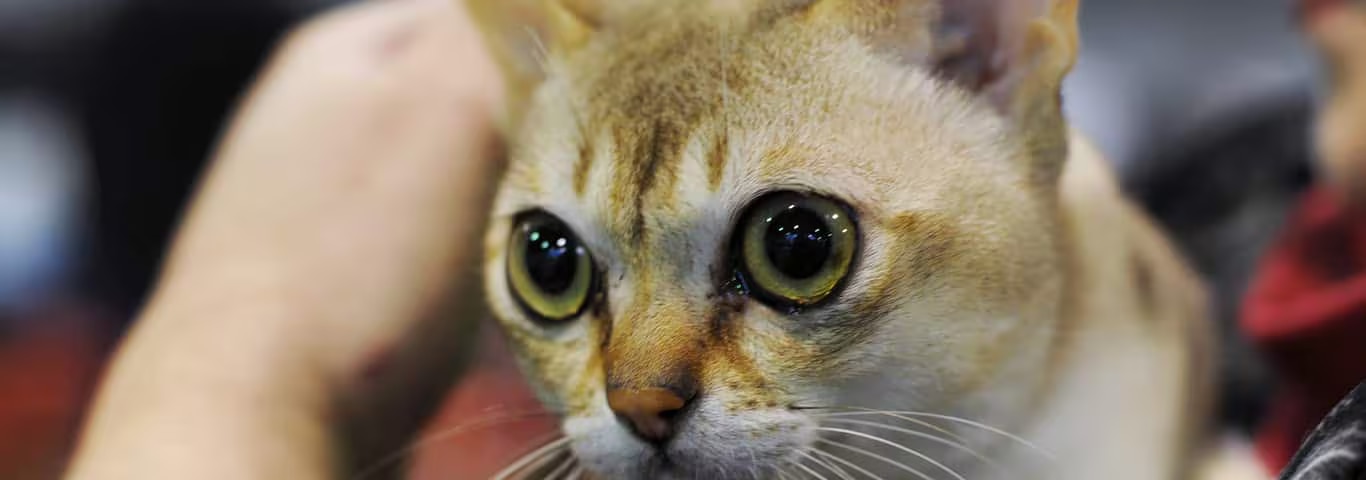 Photo of a Singapura Cat cat