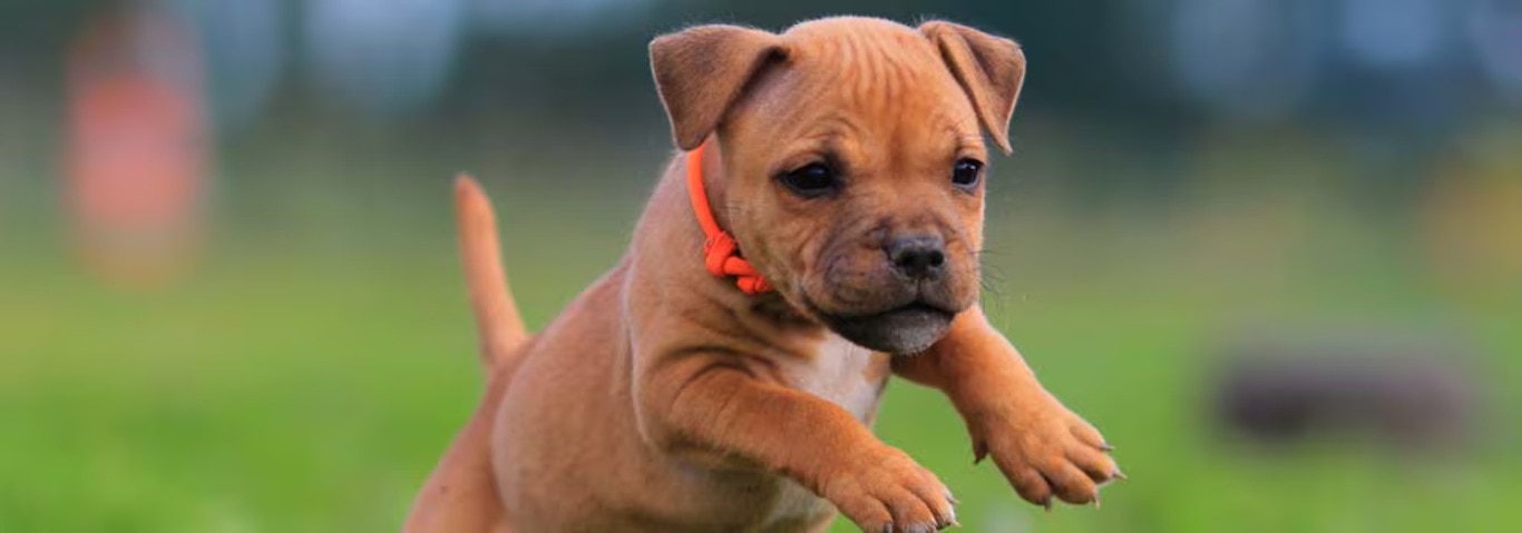 Photo of a Staffordshire Bull Terrier dog