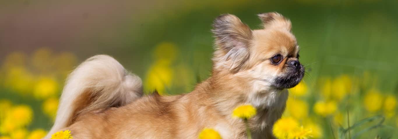 Photo of a Tibetan Spaniel Dog dog
