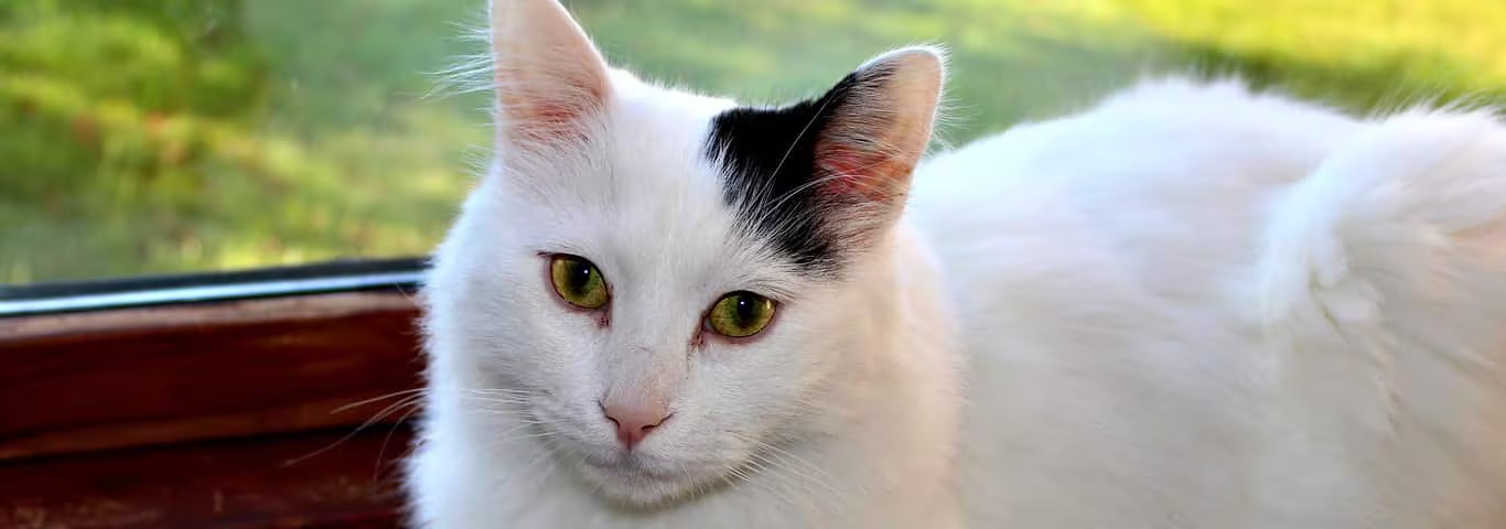 Photo of a Turkish Van Cat cat