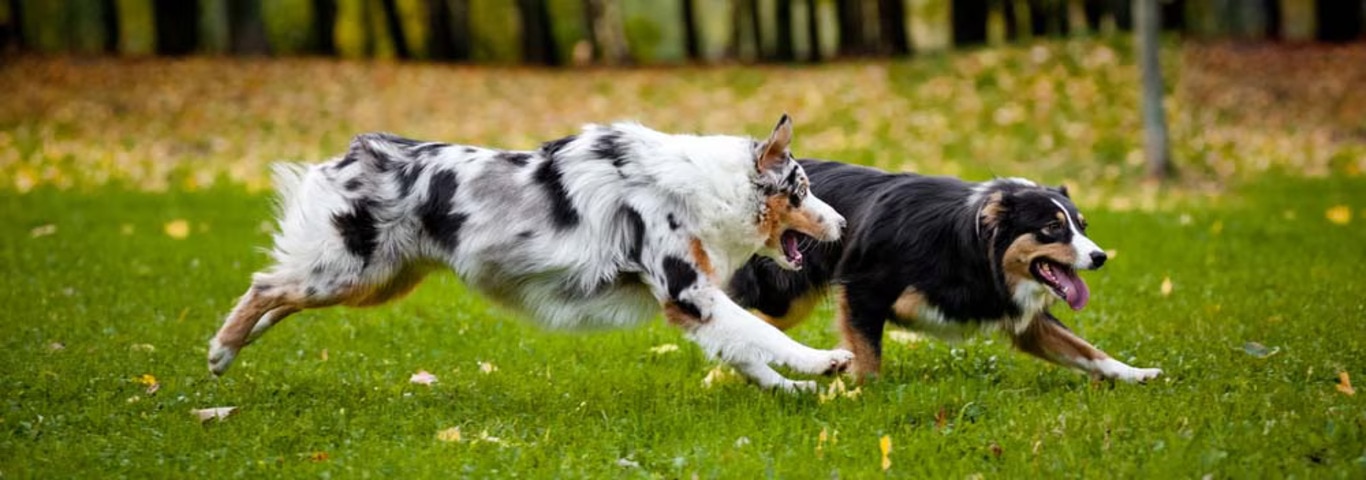 Photo of a Australian Shepherd dog