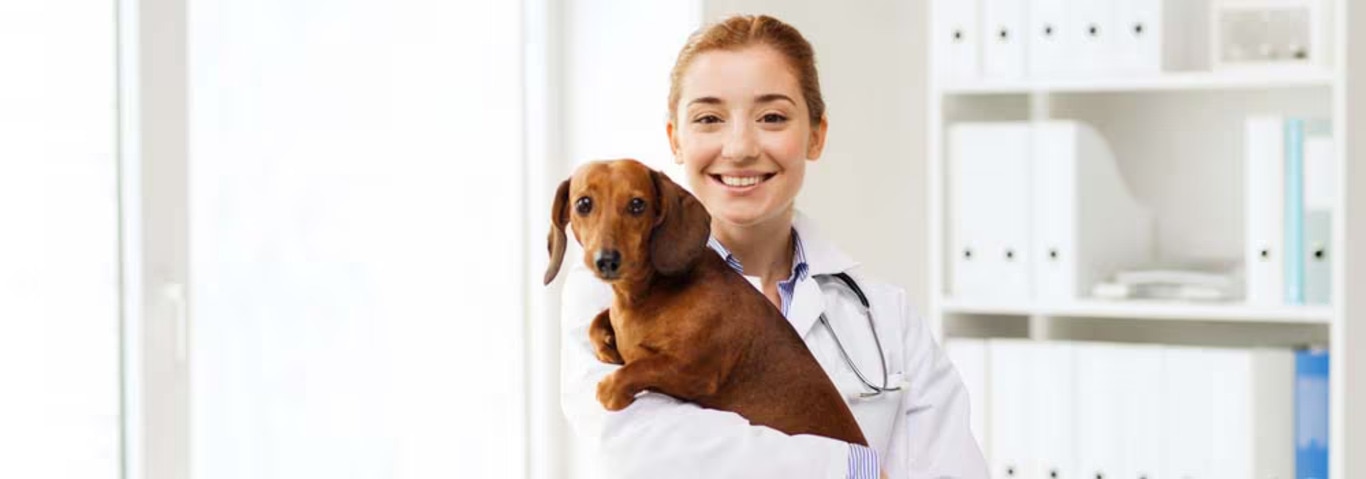 Photo of a Dachshund dog