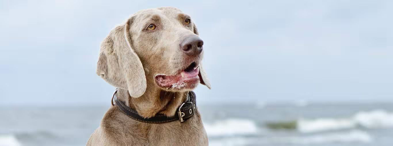 Photo of a Weimaraner dog