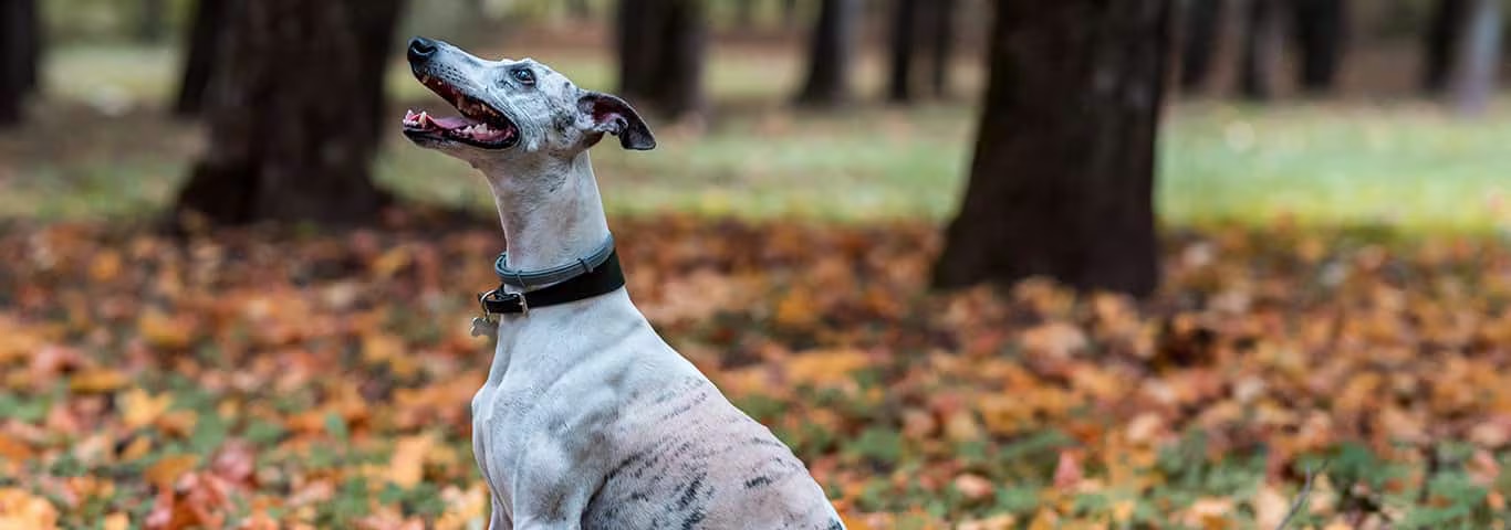 Photo of a Whippet dog