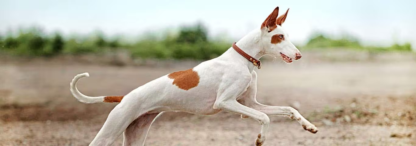 Photo of a Ibizan Hound dog