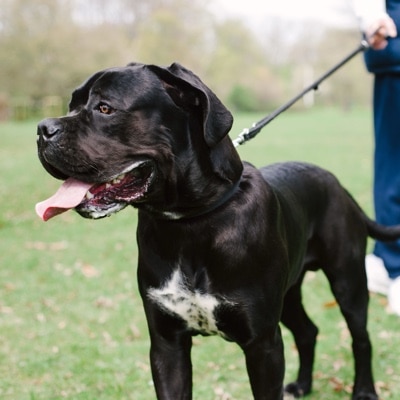 Black cane corso on a leash walk