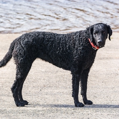 Curly-coated Retriever with red collar