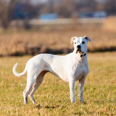 Young dogo argentino in the field with beautiful sun 