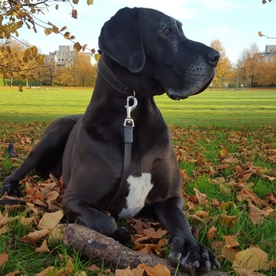 A Great Dane, lies upright on a field covered with fallen leaves