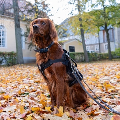 red Irish setter in the park 