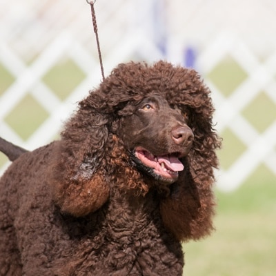 Irish water spaniel walking in dog show ring