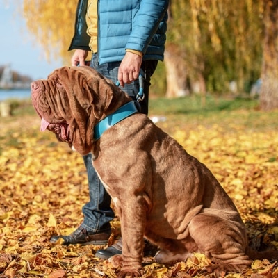 Neapolitan mastiff with blue collar on leash, sitting on fallen leaves