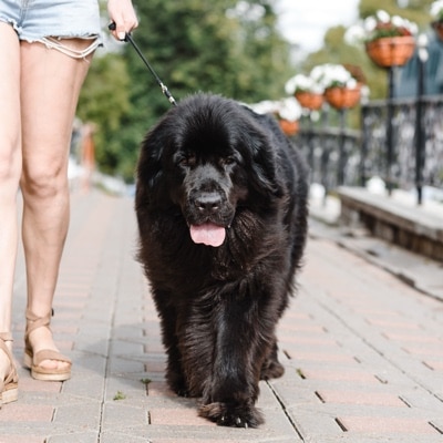 Black newfoundland dog with tongue out walking on leash with owner