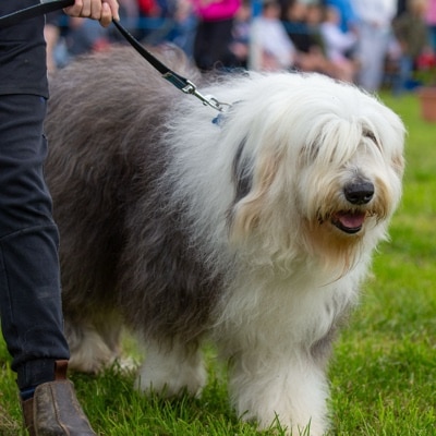Old English Sheepdog walking on lead