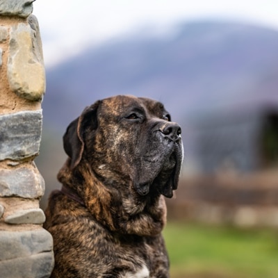 Presa canario dog resting near stone wall in countryside