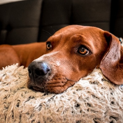 Cute redbone coonhound laying on the couch