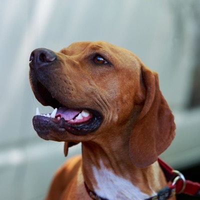 Rhodesian Ridgeback close profile mouth open