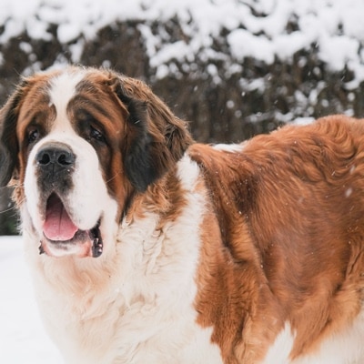 Portrait of saint bernard adult dog walking outdoors in winter day