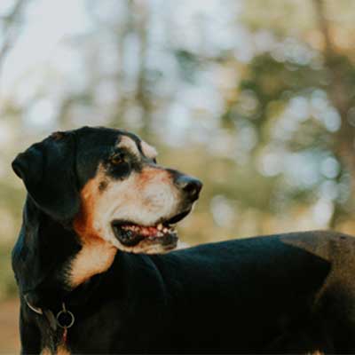 black-tan-coonhound-dog