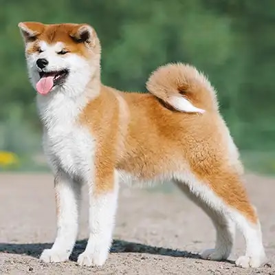 genedit_akita_2