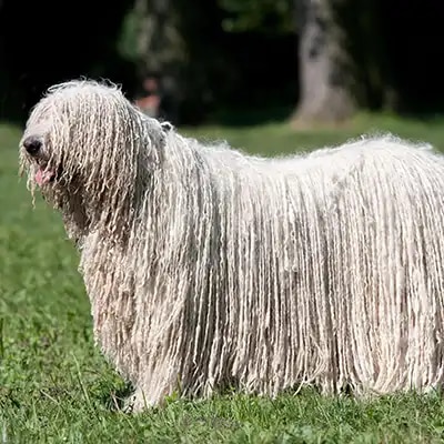 komondor_1