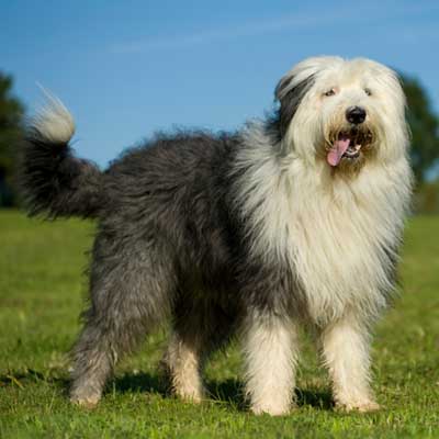 bobtail-dog-standing-nature-background