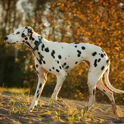 dalmatian_3