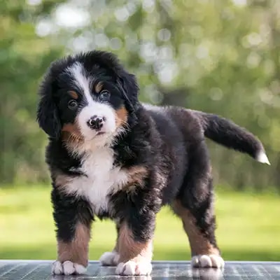 bernese-mountain-dog_2