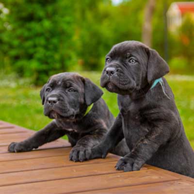 two-adorable-cane-corso-italiano-puppies
