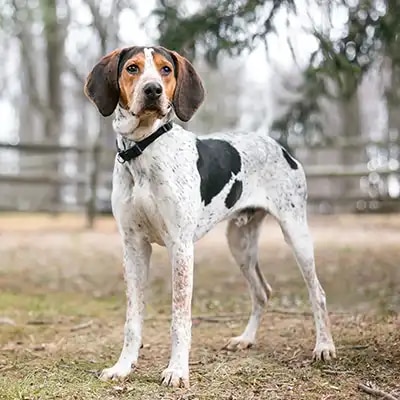 treeing-walker-coonhound_3
