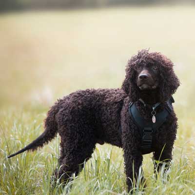 water-spaniel-open-field
