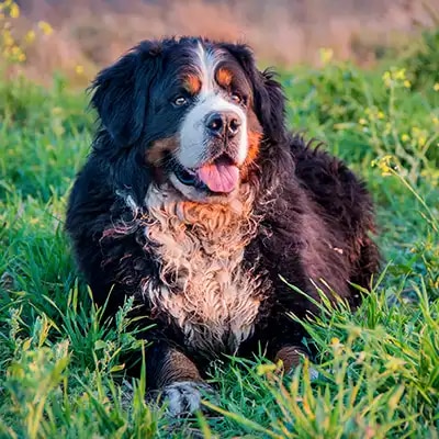 bernese-mountain-dog_3