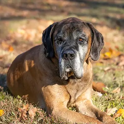genedit_english-mastiff_3