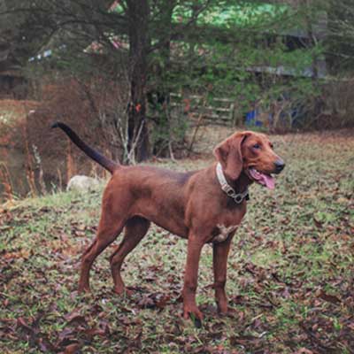 redbone-coonhound-standing-by-pond