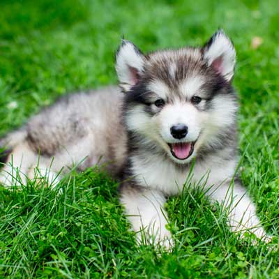 cute-alaskan-malamute-puppy-grass