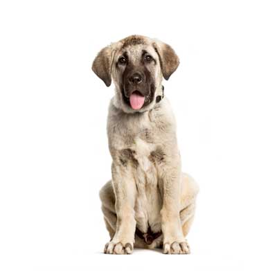 3-months-old-puppy-anatolian-shepherd
