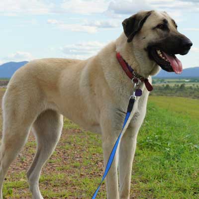 anatolian-shepherd-dogs-australia