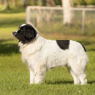 8-years-old-female-landseer-dog