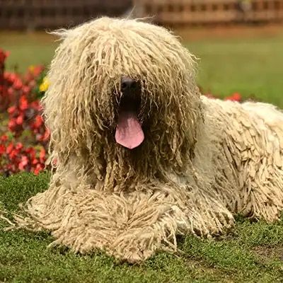 komondor_3